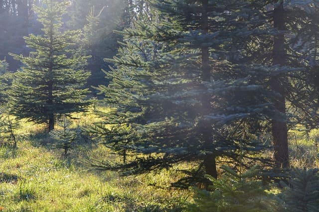 Weihnachtsbaumverkauf in der Rostocker Heide startet am 6. Dezember