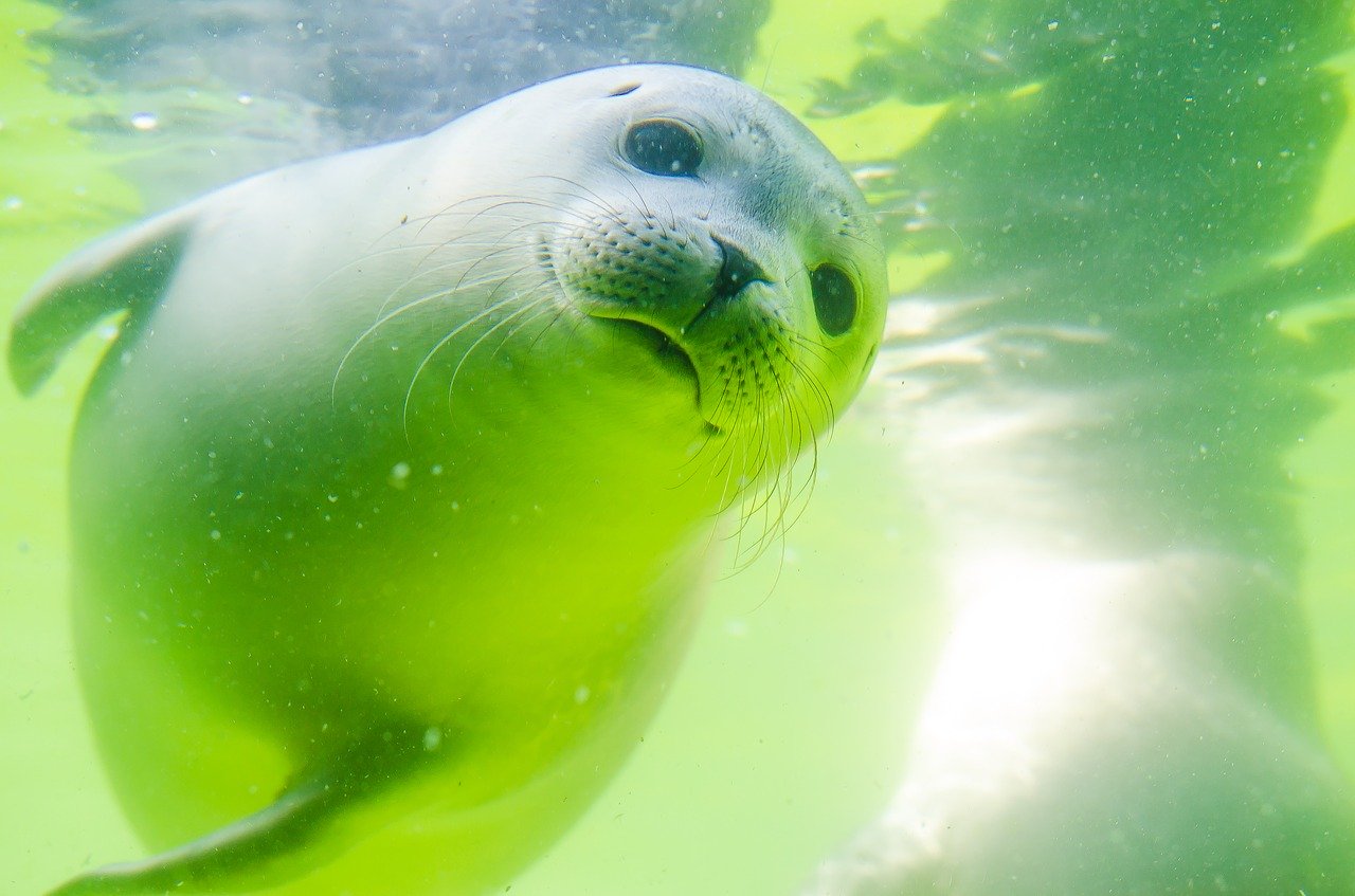 Rostocker Zoo bekommt neues Robbenareal