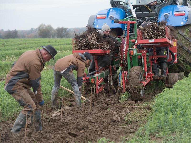 Obstverarbeiter auf Usedom legt neue Plantagen an