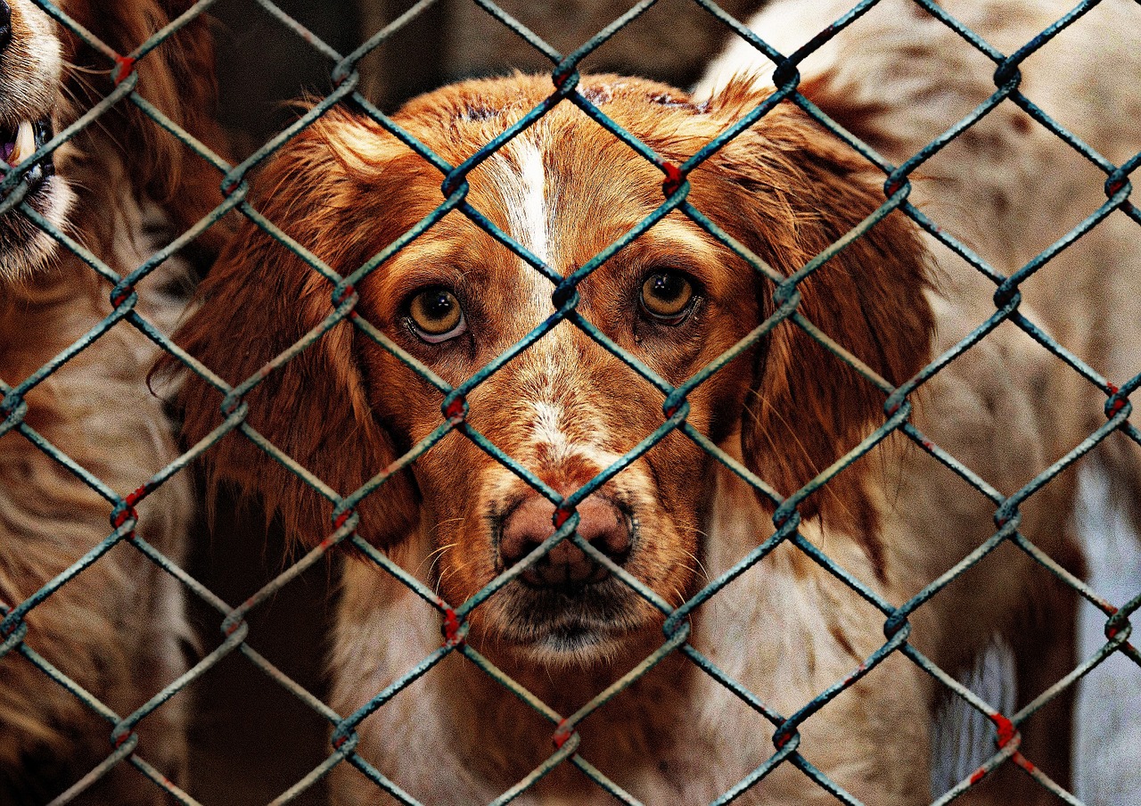 Tierschützer: Hunde viel länger in Heimen