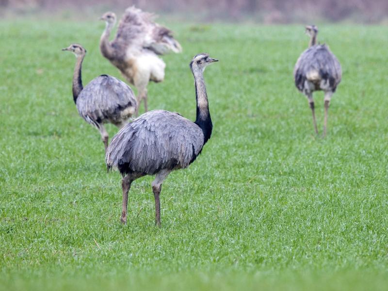 Weniger wildlebende Nandus in Norddeutschland gezählt