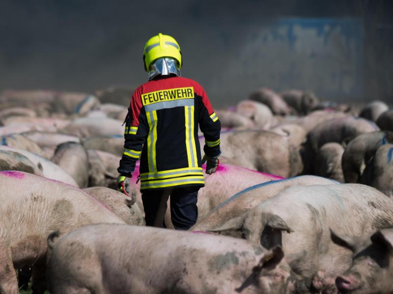 Bürgermeister von Alt Tellin fordert Tierwohl-Anlage