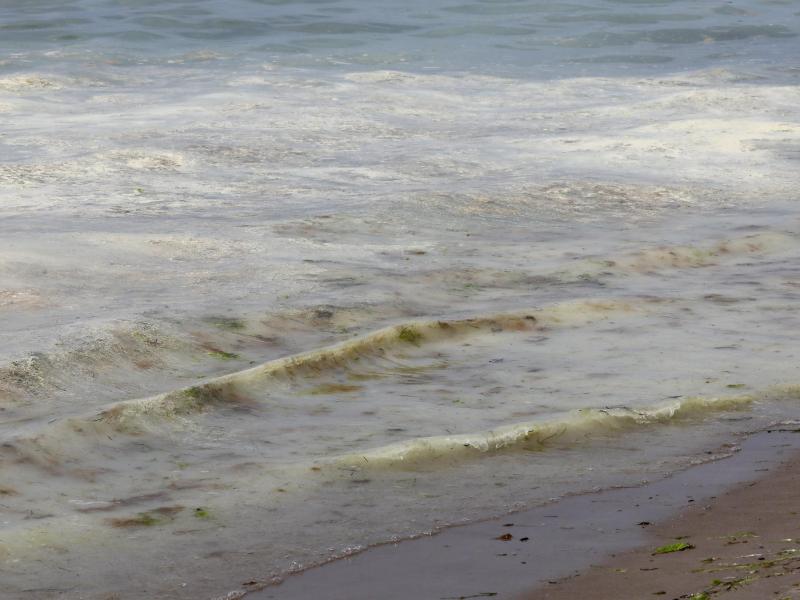 Ungefährlich: Teppiche aus Kiefernpollen auf der Ostsee