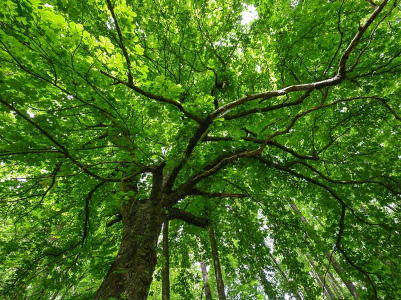 Warum haben Bäume Narben? Naturpark stellt Harzer-Beruf vor