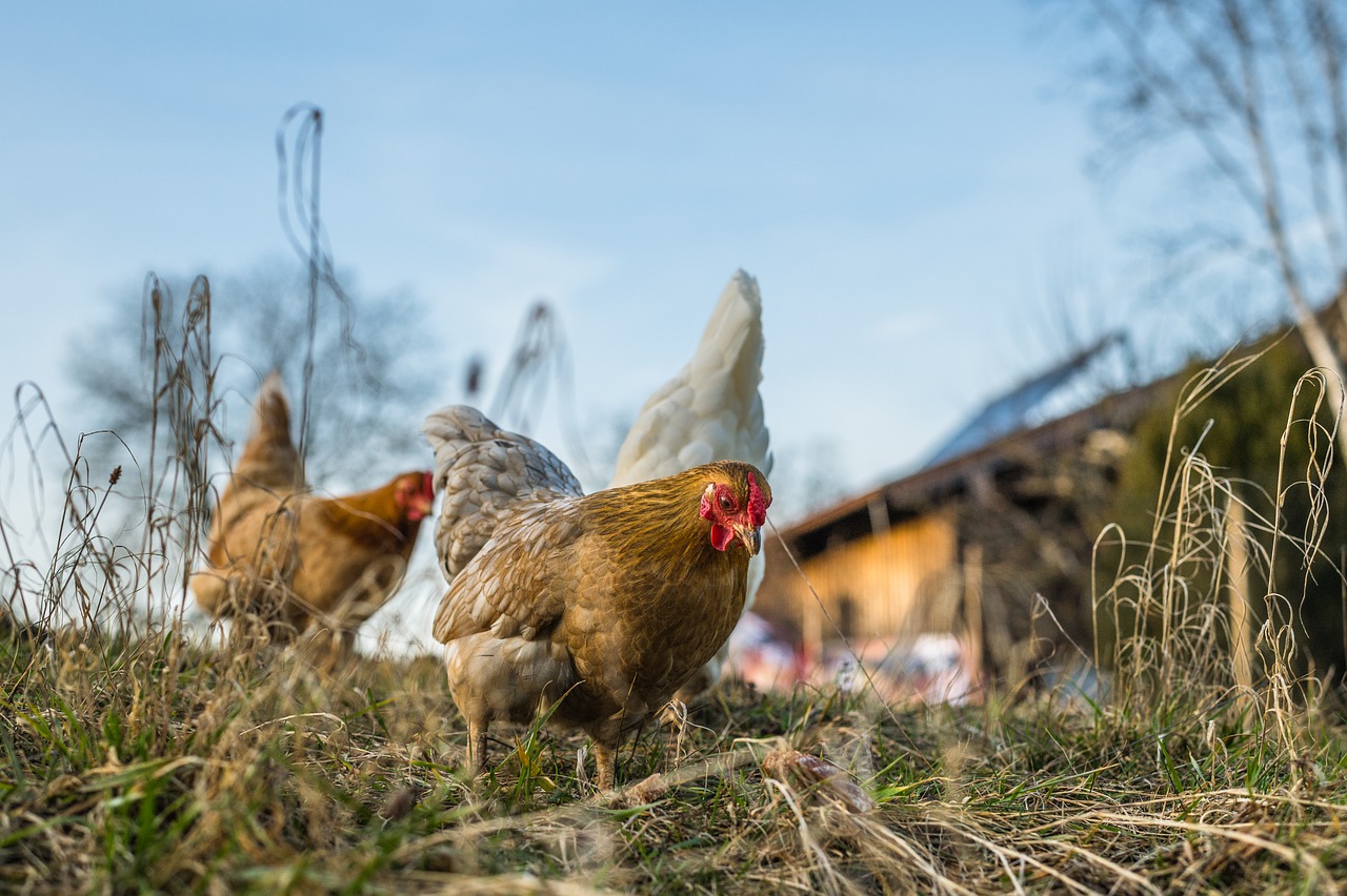 Mecklenburg-Vorpommern: Zwei weitere Fälle von Geflügelpest