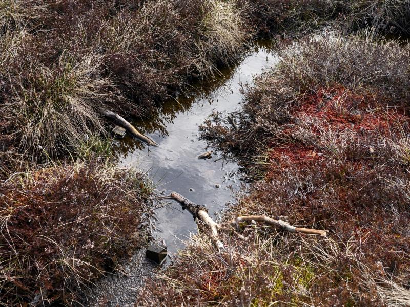 Moorschützer machen sich für Wiedervernässung stark