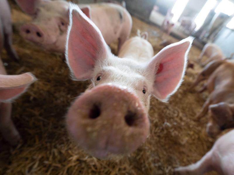 Schweinezucht in MV sinkt stark
