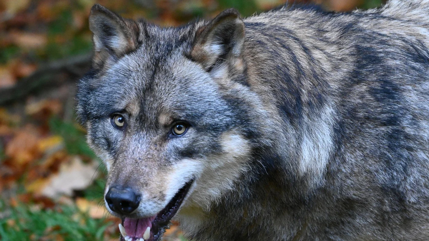 CDU skeptisch zu Erfolgsaussichten von Wolfskompromiss