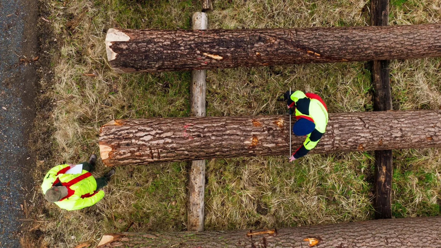 Landesforsten erzielen 350.000 Euro mit Holz-Versteigerung